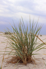 Grass on the beach, plants in the sand, summer