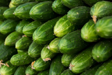 Fresh cucumbers on the counter