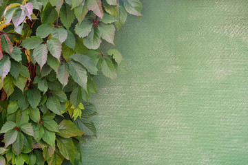 Natural frame of grape growing on the wall.