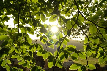 The rays of the sun through the leaves