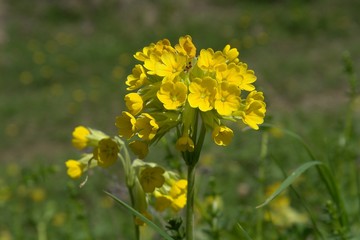 Obraz premium Yellow flowers