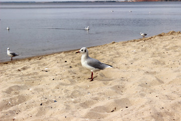 Seagull on the sand against the sea, the bird in the summer