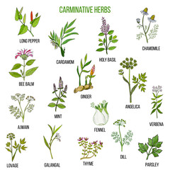 Carminative herbs. Hand drawn set