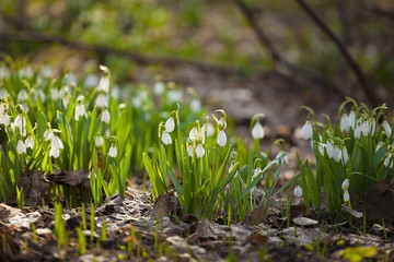Snowdrop spring flowers in the forest