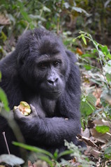 Gorilla beim Fressen