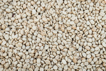 raw coffee bean prepare to roast