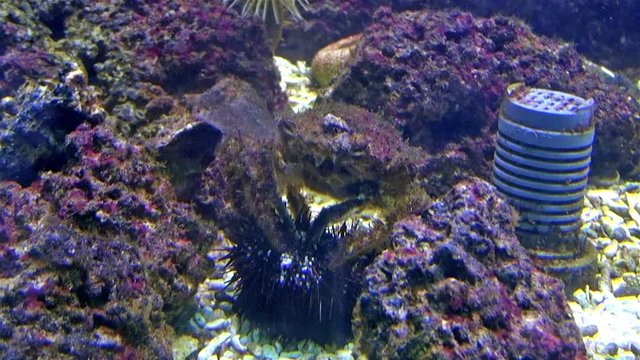 Crab eating a sea urchin