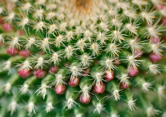 Cactus close-up shot