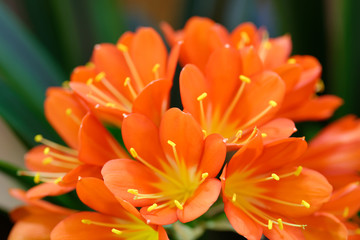 Clivia miniata orange flowers
