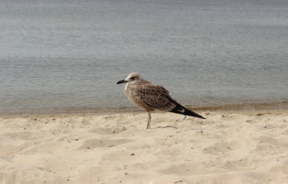 Seagull on the sand against the sea, the bird in the summer