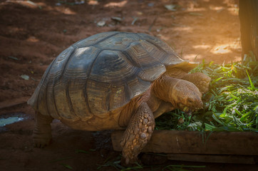 tortoises