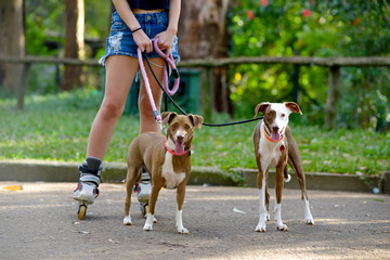 Woman's legs with roller skates and two dogs standing up on a park