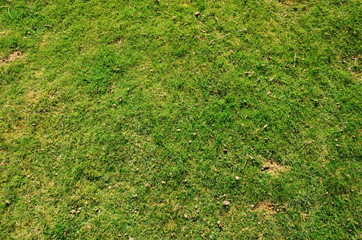 Texture of fresh lawn