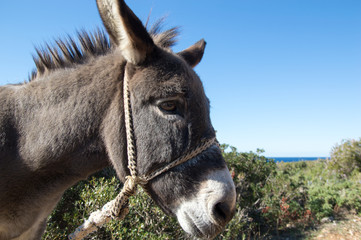 Domestic donkey