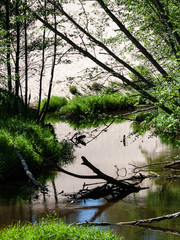 Old forest with moss covered trees and rays of sun