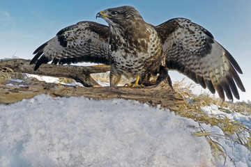 Mäusebussard aus der Mäuseperspektive