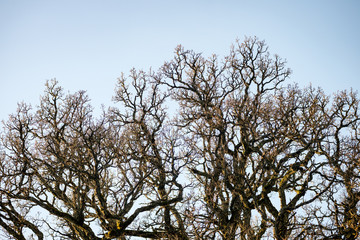 Old forest with moss covered trees and rays of sun
