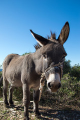 Domestic donkey