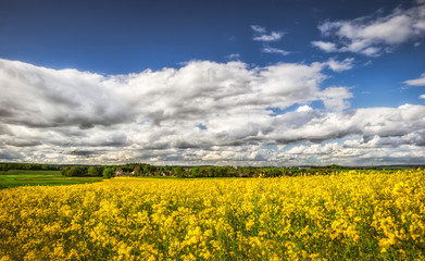 Obraz premium Rapsfeld im Sommer
