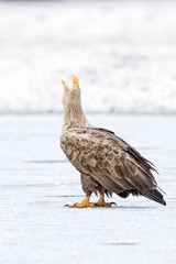 Seeadler rufend