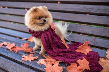 Pomeranian dog on the bench wrapped in the purple scarf. Beautiful autumn dog in a park with autumn...