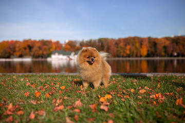 Pomeranian dog walking in autumn park. Beautiful and cute dog