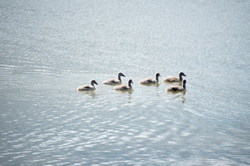 Swan family on the shore.