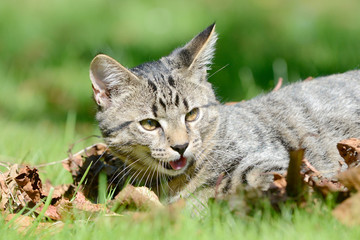 Kitten playing on the meadow with leaves
