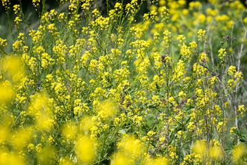 Close up of the oilseed rape in bloom