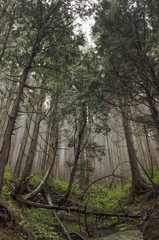 Misty Forest in Yamanouchi, Japan
