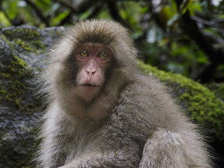 Snow monkeys at Yamanouchi, Japan