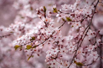 White sakura flower blossoming as natural background on blurred backdrop