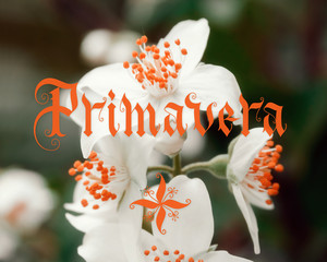 Primavera hand lettering with flowers on background. Parallel pen calligraphy