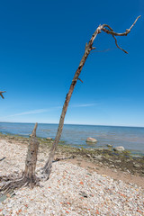 The dry tree on the seashore