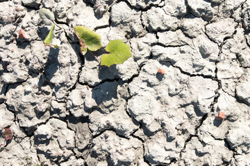 Dry earth texture