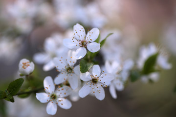 White sakura flower blossoming as natural background on blurred backdrop
