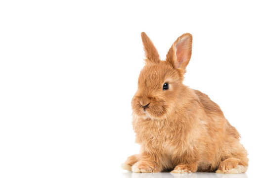 Adorable little brown rabbit isolated on white