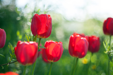 Fototapeta na wymiar Red tulips,on blur background. One flower in focus area.