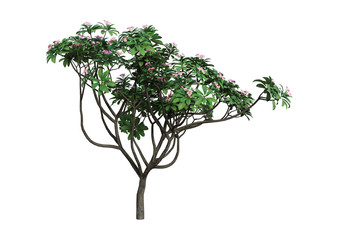 3D Rendering Plumeria Tree on White