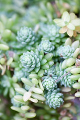 Rustic macro shot of cactus - tropical plant with shallow depth of field.Natural background with succulent.