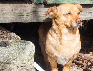 little red dog stands with drooping ears and waiting