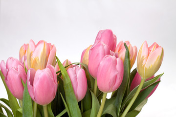 Bouquet of tulips