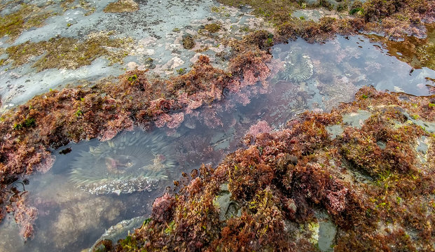 Sunset Cliffs Sea Creatures