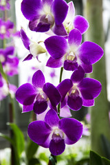 Purple orchid