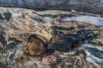 Warped Driftwood Closeup 5