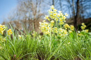 Spring cowslip meadow, Primula elatior