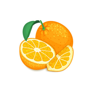 Composition of tropical orange fruits. Ripe vector citrus orange fruit whole and slice appetizing looking. Group of tasty juicy fruits for the packaging design of juice, breakfast, healthy food
