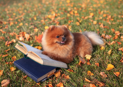 Clever dog with a book. Pomeranian dog outdoor