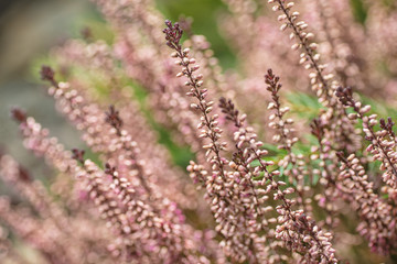 beautiful pink heather plant detail in garden, perrenial calluna in blooming