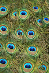 Fototapeta premium Peacock, feathers as a background